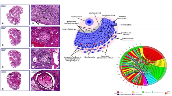 Publikacja pracowników Instytutu Medycyny Weterynaryjnej wyróżniona przez prestiżowe czasopismo Histochemistry and Cell Biology zdjęcie