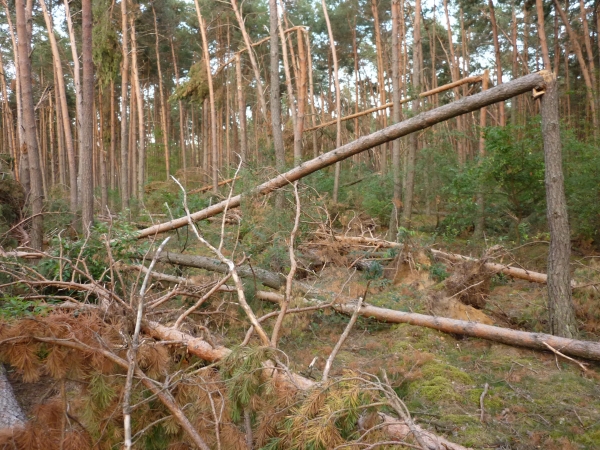 Środowiskowe skutki zaburzeń w ekosystemach leśnych zdjęcie