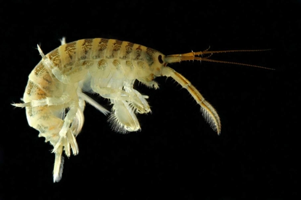 Post-doc position in project “Effect of global warming on interactions between alien and native ectothermic species of prey and predators"