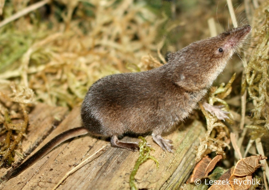 The common shrew (Sorex araneus)