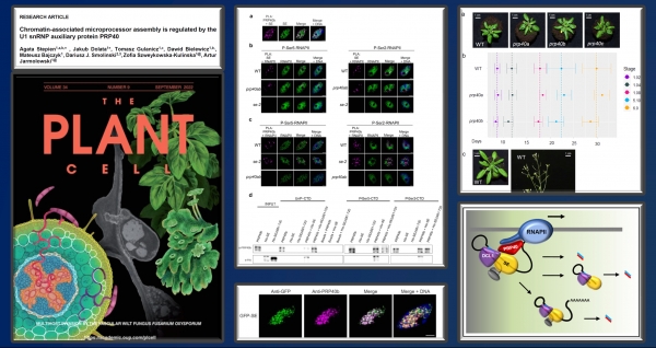 Artykuł w The Plant Cell, którego współautorami są naukowcy z UMK: Dariusz Jan Smoliński z Wydziału Nauk Biologicznych i Weterynaryjnych oraz Tomasz Gulanicz z ICNT. Zdjęcie ilustracyjne