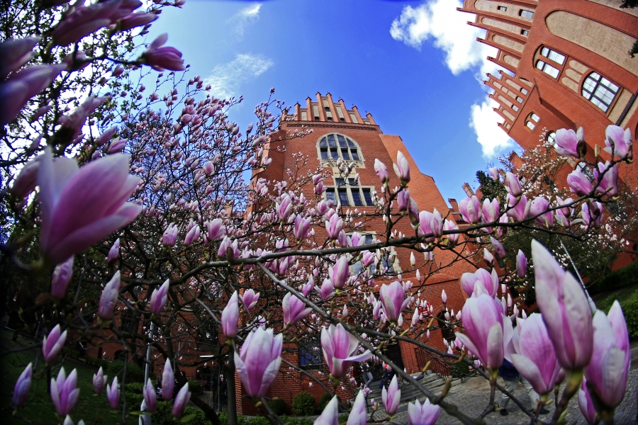 photo:Andrzej Romański Blooming magnolia trees in front of the Collegium Maius building in Toruń