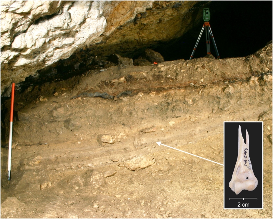 Neolithic cultural level inside, Żarska Cave [fot. Michał Wojenka, Magdalena Krajcarz]