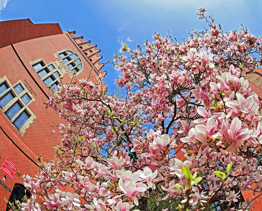 Beautiful magnolia blossoms in front of the NCU Collegium Maius building [photo: Andrzej Romański]