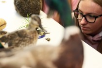Dzień Otwarty na Wydziale Biologii i Ochrony Środowiska (28 września 2018) [fot. Andrzej Romański]
