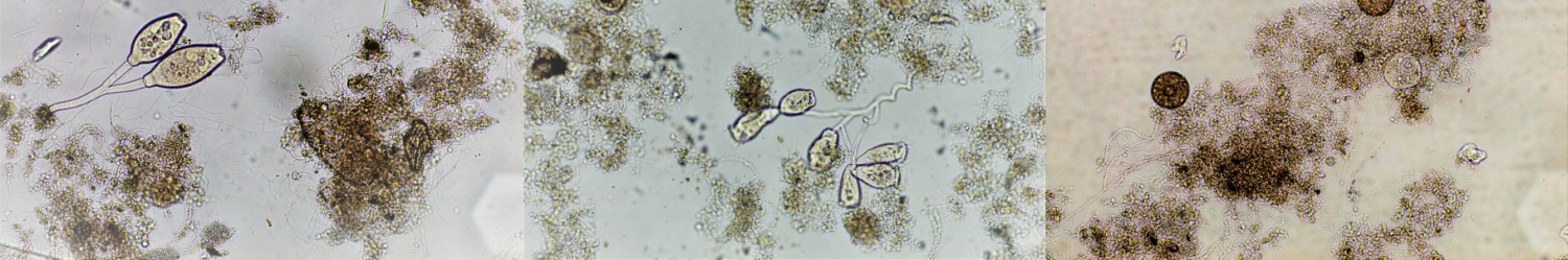 Zakład Mikrobiologii Środowiskowej i Biotechnologii [fot. autor: A. Burkowska-But]