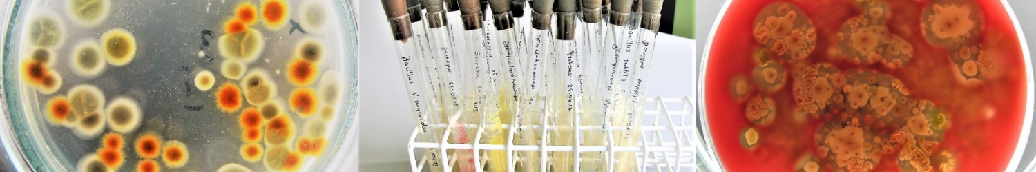 Zakład Mikrobiologii Środowiskowej i Biotechnologii [fot. autor: A. Burkowska-But]