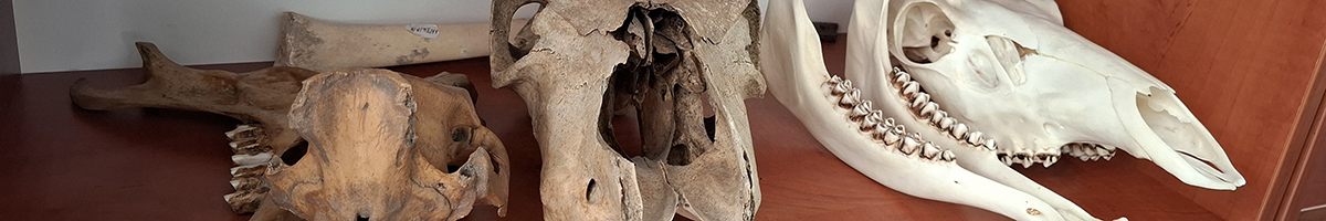 obrazek nr 4