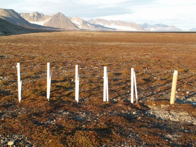 Photo 1.8. Ground temperature site Tundra  [fot. A. Araźny]