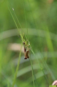 Bajkowy świat Biologa 13+ wyróżnienie [fot. Marszałek Paweł ]