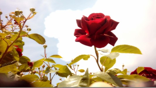 Wyróżnienie Róża wielokwiatowa [fot. Mikołaj Klimkowski]