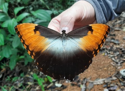 Entomofauna Gujany Francuskiej. Kliknij, aby powiększyć zdjęcie.