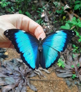 Entomofauna Gujany Francuskiej. Kliknij, aby powiększyć zdjęcie.