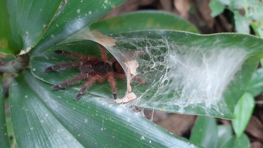 Entomofauna Gujany Francuskiej. Kliknij, aby powiększyć zdjęcie.