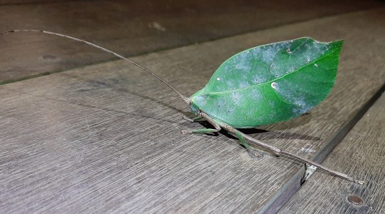 Entomofauna Gujany Francuskiej. Kliknij, aby powiększyć zdjęcie.