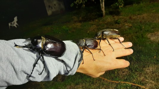 Entomofauna Gujany Francuskiej. Kliknij, aby powiększyć zdjęcie.