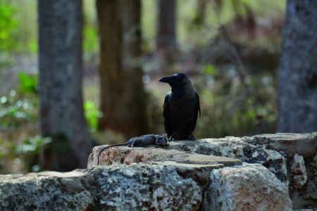 Click to zoom the picture.