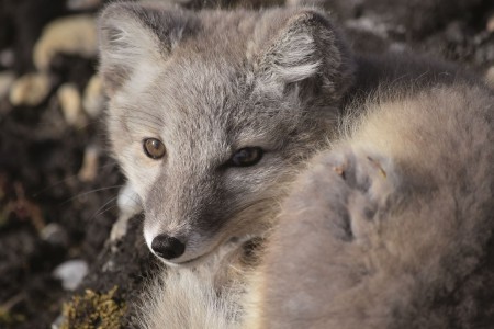 Click to zoom the picture.