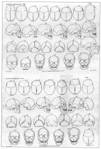 Ryc. 3. Kałdus, gm. Chełmno, stanowisko 1. Dokumentacja rysunkowa czaszek z badań A Lissauera (wg Lissauer 1878, tabl. III-IV). Kliknij, aby powiększyć zdjęcie.