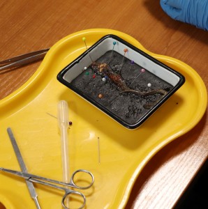 Kliknij, aby powiększyć zdjęcie.