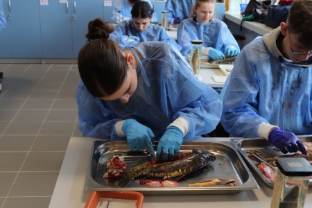 Kliknij, aby powiększyć zdjęcie.