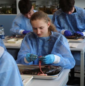 Kliknij, aby powiększyć zdjęcie.