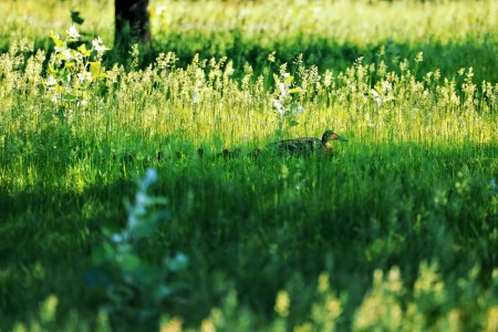 Click to zoom the picture.