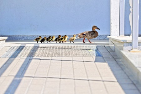 Click to zoom the picture.