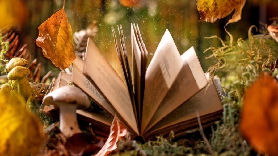 Na środku zdjęcia otwarta ksiązka, która leży na ściółce w lesie. Obok jesienne liście i grzyby. 