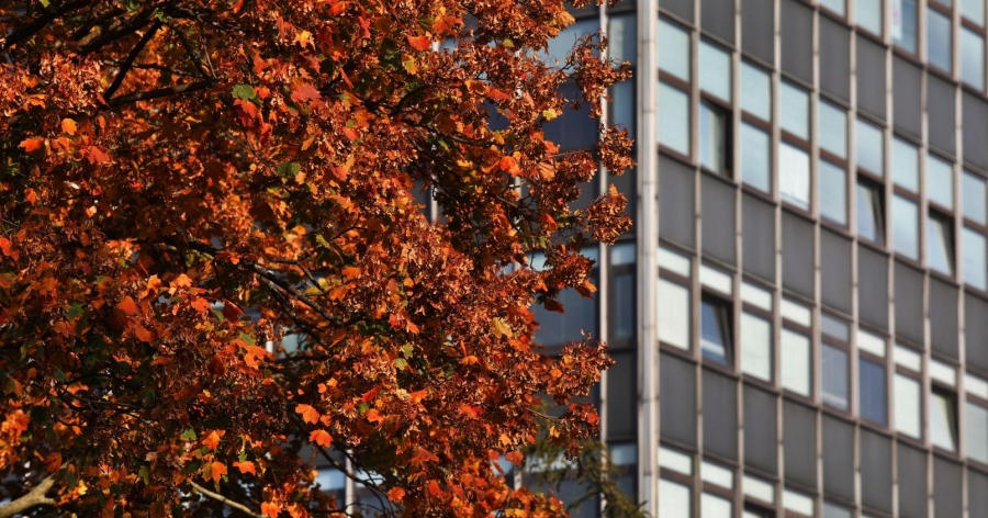 Po lewej stronie widać drzewo pełne jesiennych liści, a po lewej budynek rektoratu