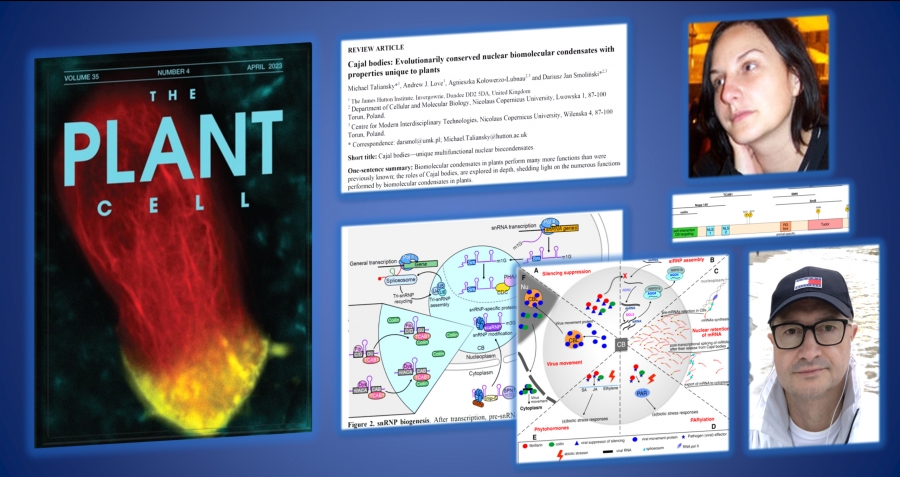 The Plant Cell