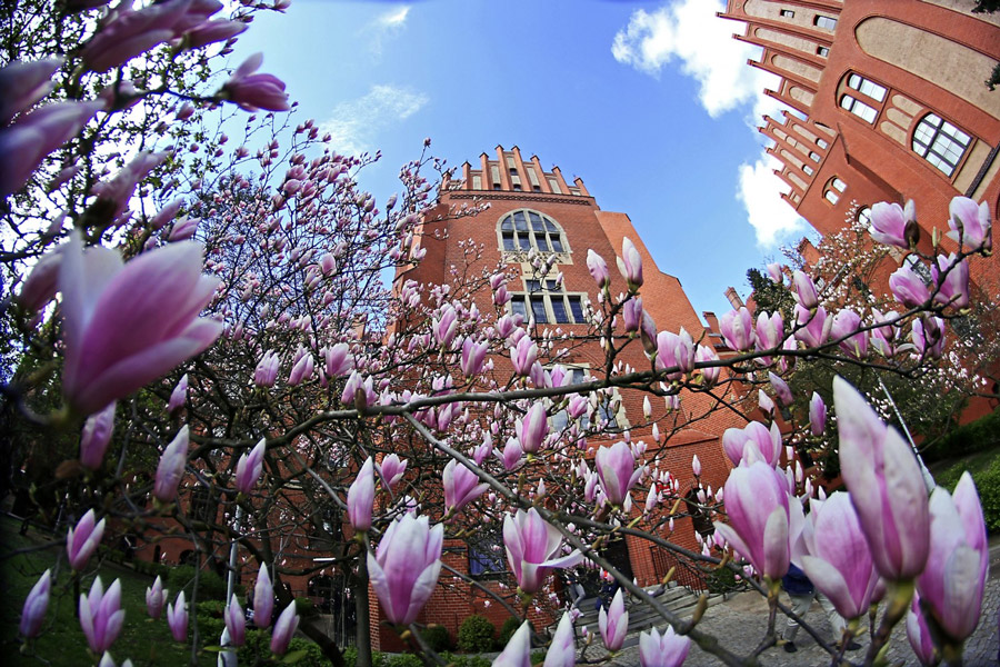 na zdjęciu magnolie, w tle budynek Collegium Mauis UMK