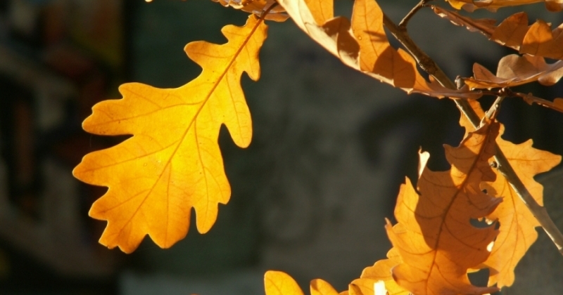 Żółte liście dębu