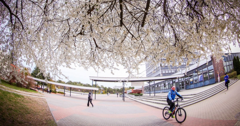 Kapus UMK, kilka osób idzie, jedna jedzie na rowerze, widać kwitnace na biało drzewa