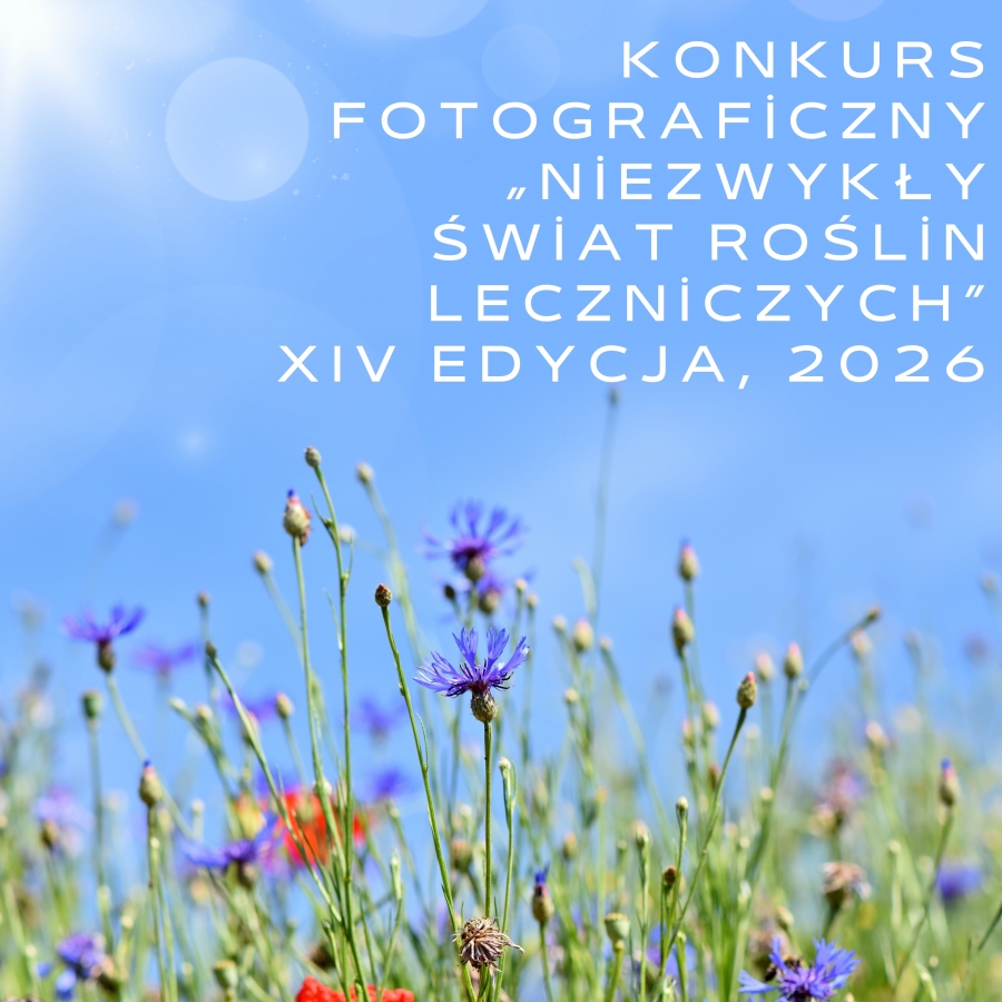 kwiaty polne 