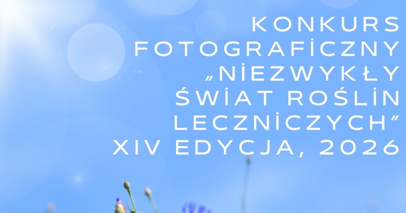 kwiaty polne 